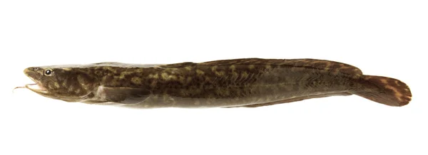 Tatlı su balığı morina cinsinden bir balık kamufle — Stok fotoğraf