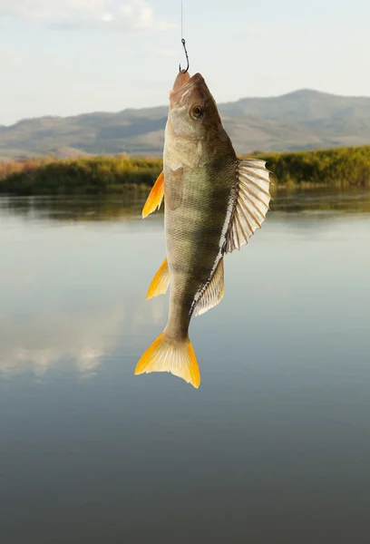 Okoń europejski (perca fluviatilis) — Zdjęcie stockowe