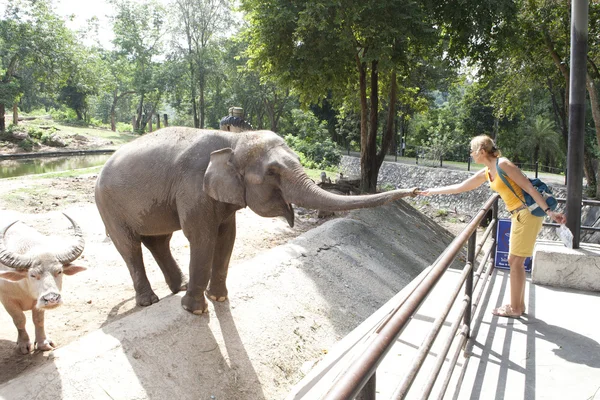 Mulher alimentando elefante — Fotografia de Stock