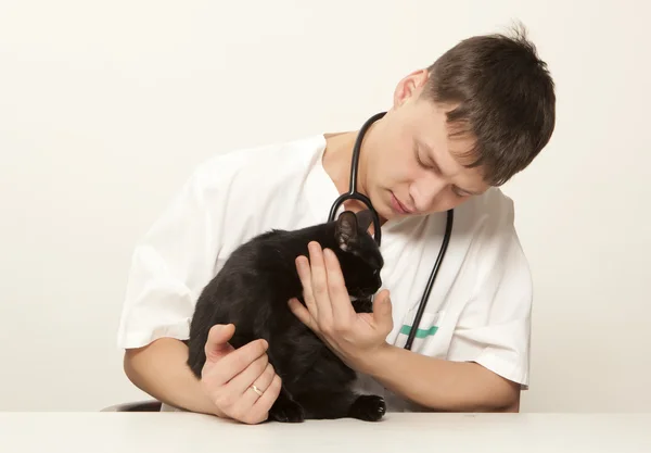 Veterinarian surgeon doctor and cat — Stock Photo, Image