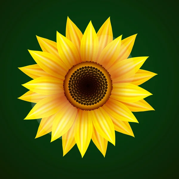 Girasol amarillo sobre fondo verde — Vector de stock