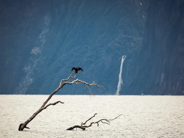 Milford ses fiordland — Stok fotoğraf