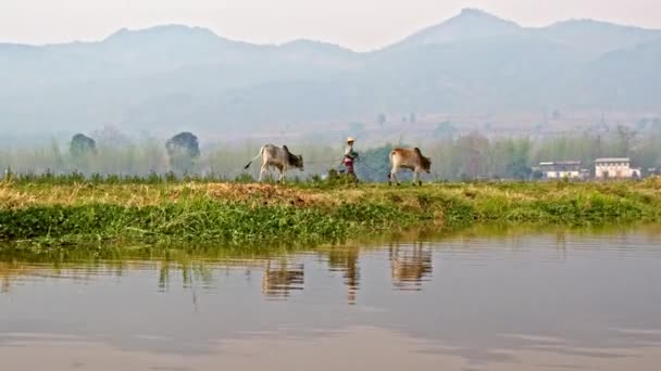 Intha woman driving oxen — Stock Video