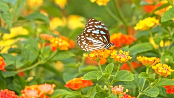 Papillon se nourrissant d'une fleur macro shot — Video