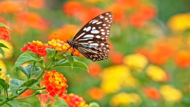 Mariposa alimentándose de un macro disparo de flores — Vídeos de Stock