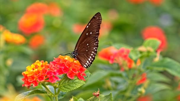 Motýl krmení na květiny makro snímek — Stock video