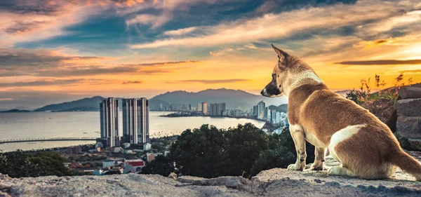 Hond Met Uitzicht Zonsondergang Uitzicht Nha Trang Stad Van Berg — Stockfoto