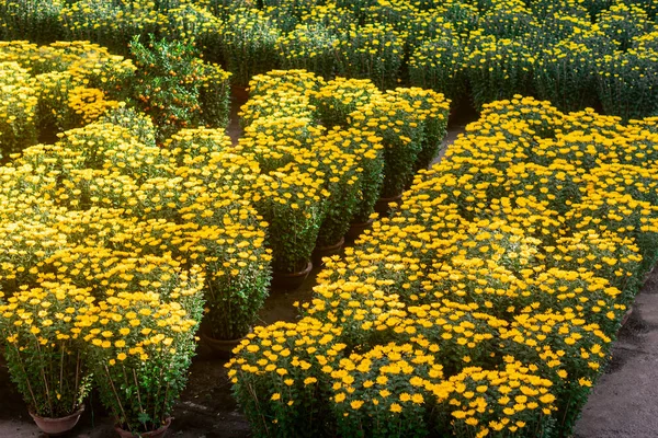 旧正月の花市場と装飾 ロイヤリティフリーのストック写真