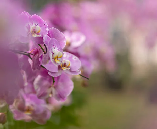 Primo Piano Dei Fiori Del Orchid Profondità Messa Fuoco Ridotta Immagine Stock