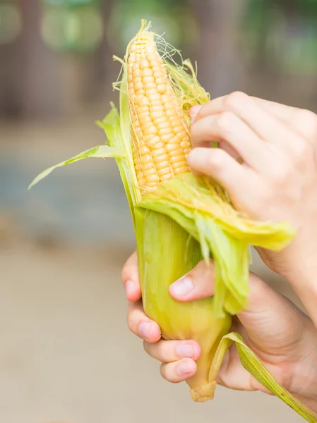 Пару кукурудзи — стокове фото