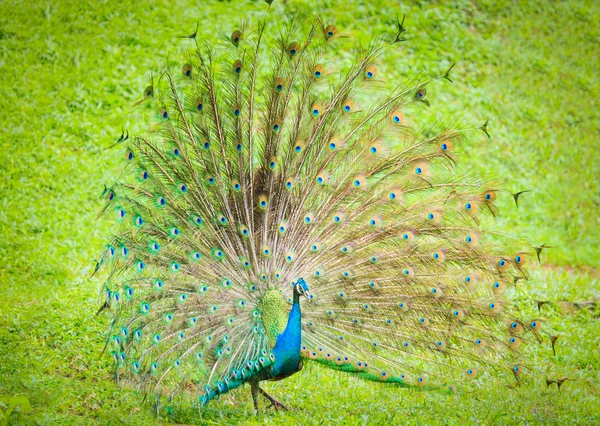 O pavão indiano — Fotografia de Stock