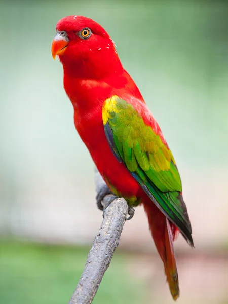 Parrot — Stock Photo, Image