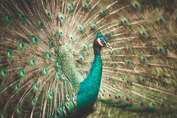 O pavão indiano — Fotografia de Stock