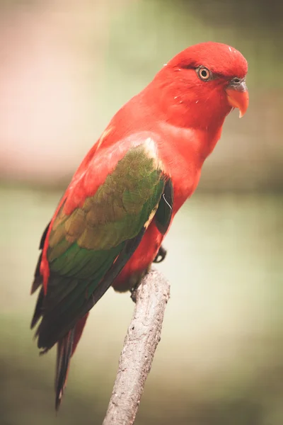 Parrot — Stock Photo, Image