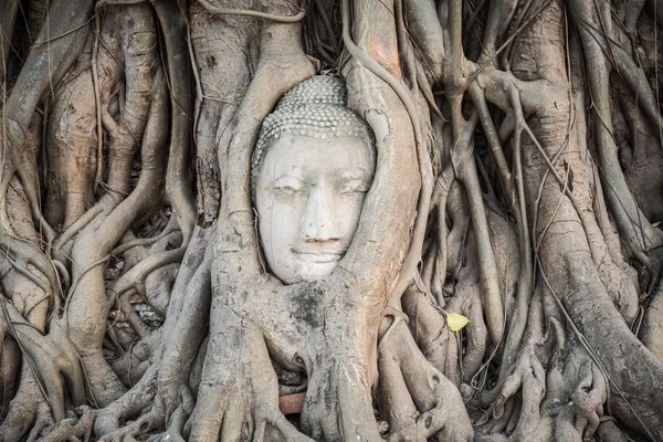 Boeddha hoofd in Wat Mahatat — Stockfoto