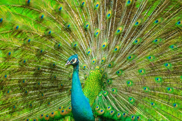 The Indian peafowl — Stock Photo, Image