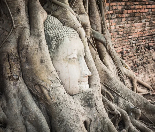 Buddhakopf im wat mahatat — Stockfoto