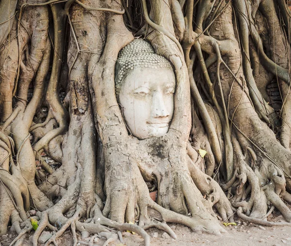 Boeddha hoofd in Wat Mahathat — Stockfoto