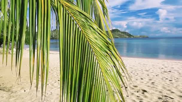 Palm leaf on a beautiful beach background — Stock Video