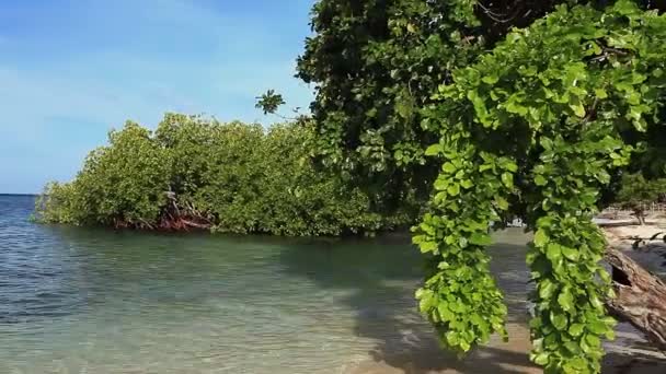 Mangroveträd på stranden — Stockvideo