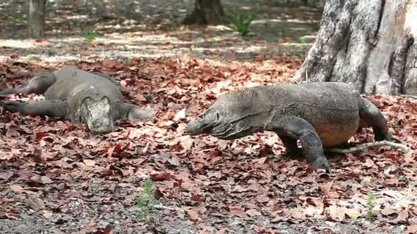 Komodo dragón pareja — Vídeo de stock