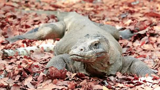 Dragón Komodo mira a la cámara — Vídeo de stock