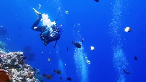 Plongeur fait signe OK dans le bleu — Video