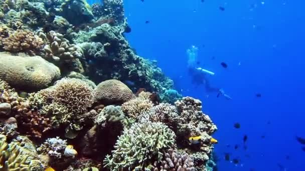 Paisaje submarino con buceador en el azul — Vídeos de Stock