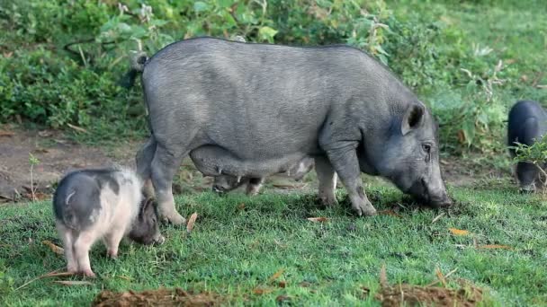 Viêt Nam Potbelly Pig — Video