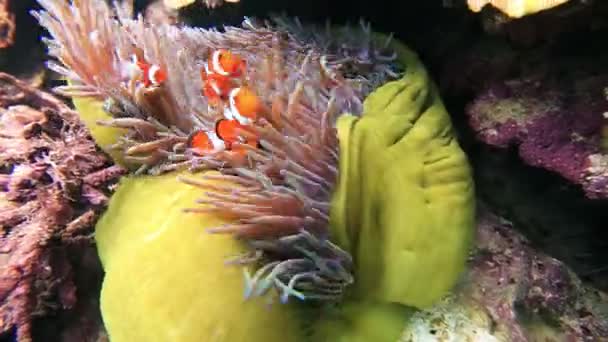 Tropické ryby clownfish — Stock video