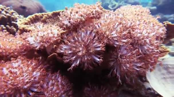 Puls mjuka koraller — Stockvideo