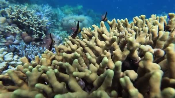 Escola de peixes no recife de coral — Vídeo de Stock