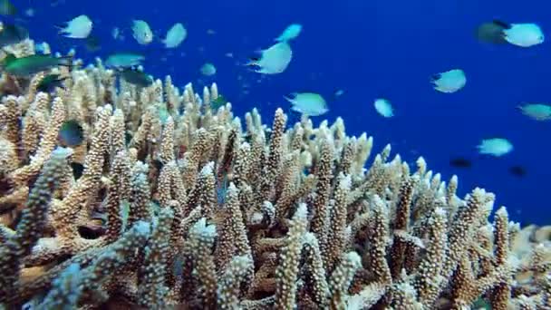 Mercan resif üzerinde balık sürüsü — Stok video