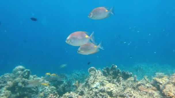 Σχολείο των ψαριών Rabbitfish — Αρχείο Βίντεο