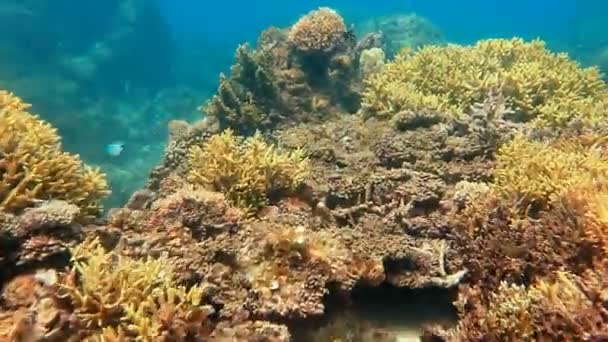Arrecife de coral — Vídeos de Stock