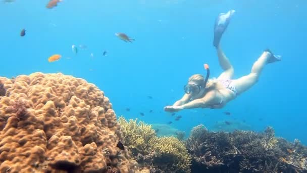 Young woman dives to coral reef — Stock Video