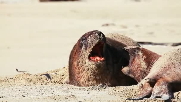 Nieuw-Zeeland zeeleeuwen speelt — Stockvideo