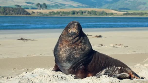 Nueva Zelanda lobo marino despertó y bosteza — Vídeo de stock