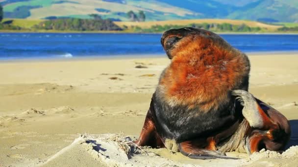 León marino de Nueva Zelanda — Vídeo de stock