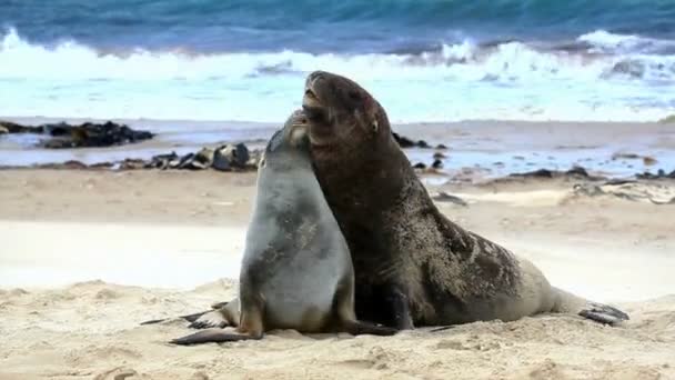 New zealand sea lions mating dance — Stock Video