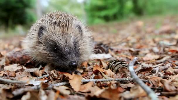 Hedgehog με έναs σκουπίδια του δάσους — Αρχείο Βίντεο