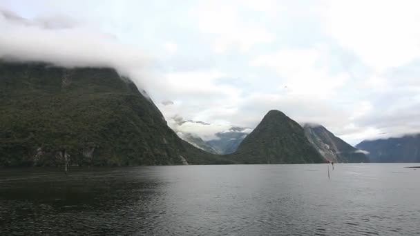 Vista sobre Milford Sound Fjord — Vídeo de Stock