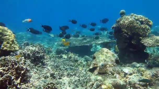 Escuela de peces Cirujano — Vídeos de Stock