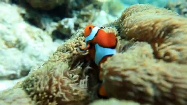 Tropické ryby clownfish — Stock video