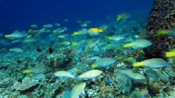 Escuela de peces Parrotfish — Vídeo de stock