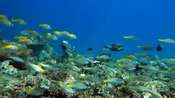Escuela de peces Parrotfish — Vídeo de stock