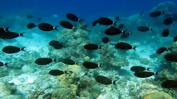 Balık Surgeonfish sürüsü — Stok video