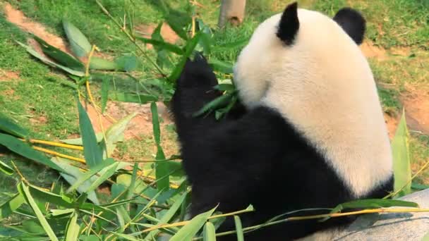 Гигантская панда — стоковое видео