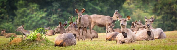 Des cerfs de Sambar. Panorama — Photo