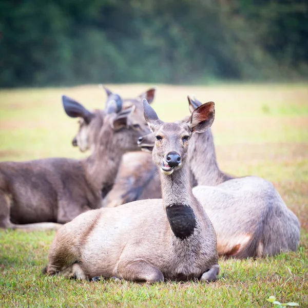 Cerfs de Sambar . — Photo